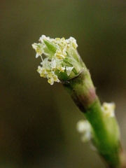 Callisia repens