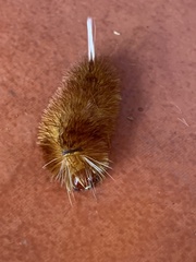 Lophocampa annulosa