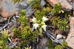 Phyllodoce glanduliflora