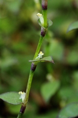 Callisia repens