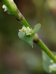Callisia repens