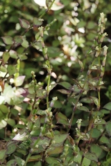 Callisia repens