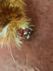 Lophocampa annulosa