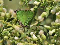 Cyanophrys herodotus