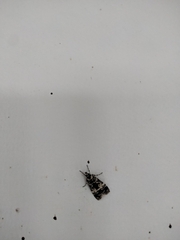 Scoparia exhibitalis