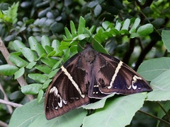 Eupalamides amazonensis