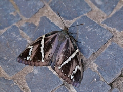 Eupalamides amazonensis