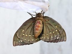 Eupalamides amazonensis