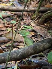 Basiliscus plumifrons