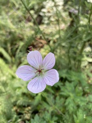 Geranium richardsonii