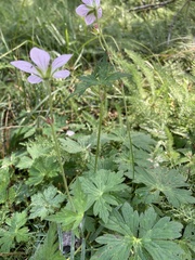 Geranium richardsonii