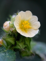 Sida urens