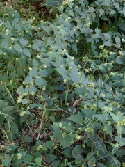 Sida urens
