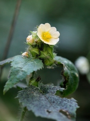 Sida urens