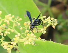 Pompilidae