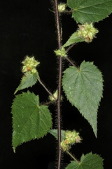 Sida urens
