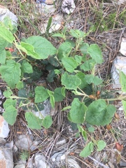 Cistus populifolius