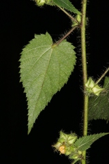 Sida urens