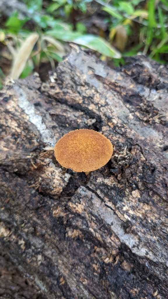 Flammulaster erinaceellus · September 2022 · photo: © atsushi_nakajima_cirque (iNaturalist, cc-by)