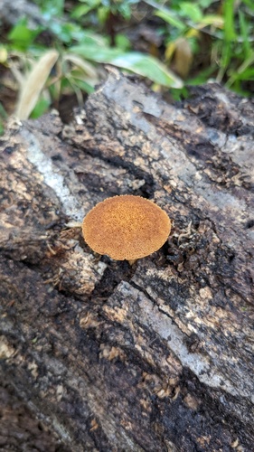 Flammulaster erinaceellus