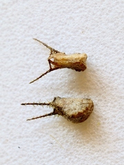 Sida cordifolia