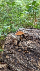 Flammulaster erinaceellus
