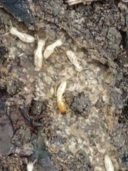 Reticulitermes flavipes