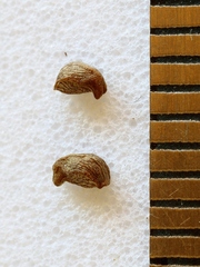 Sida urens