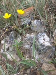 Ranunculus bupleuroides