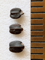 Mesosphaerum suaveolens