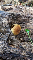 Flammulaster erinaceellus