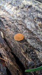 Flammulaster erinaceellus