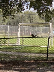 Sciurus carolinensis