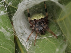 Araneus horizonte