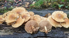 Pholiota