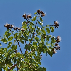 Hymenaea courbaril