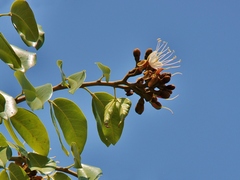 Hymenaea courbaril