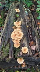 Pholiota