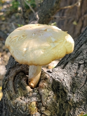 Hypsizygus