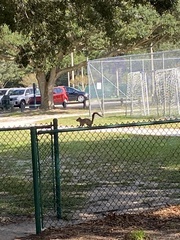 Sciurus carolinensis