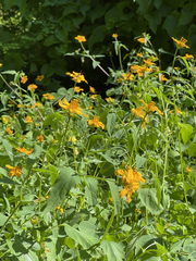 Sclerocarpus divaricatus