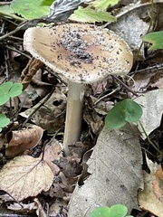 Amanita rubescens