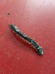 Hemiscolopendra marginata