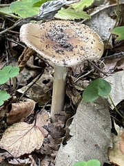 Amanita rubescens