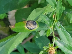 Asteromyia carbonifera