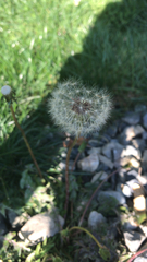 Taraxacum erythrospermum