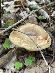 Amanita rubescens