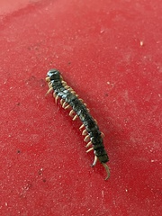 Hemiscolopendra marginata