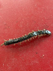Hemiscolopendra marginata