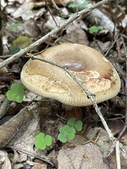 Amanita rubescens